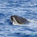 whale_humpback_h_00854_dom2980.jpg